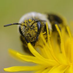 ekopasieka_main_news_1